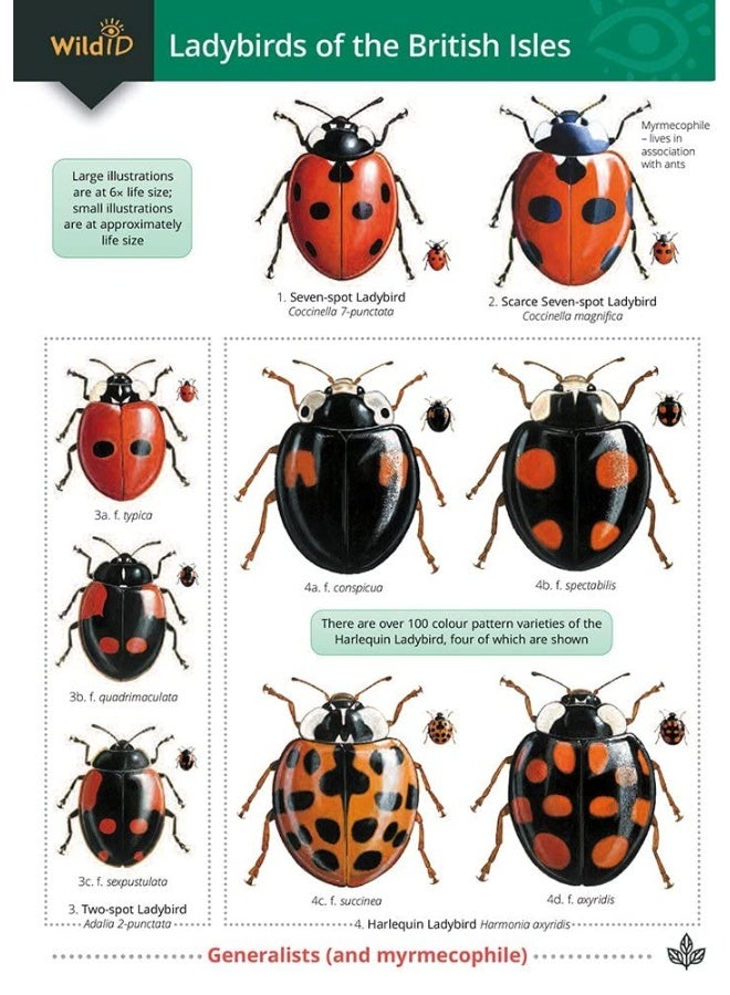 Guide to Ladybirds of the British Isles  - Image 1