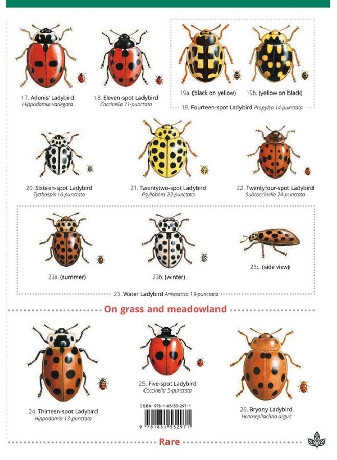 Guide to Ladybirds of the British Isles  - Image 2