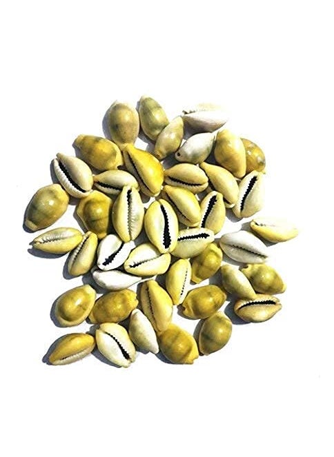 DEV POOJA STORE DEV POOJA STORE Natural Lakshmi Peeli Kodi Kauri Kowri Cowry Kaudi Cowrie Gavvalu Kodi Shells Stone Packet Yellow 11 Pieces for Laxmi Poojapuja 