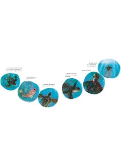 Yoshi, Sea Turtle Genius: A True Story about an Amazing Swimmer  - Image 4