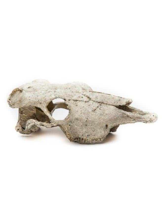 Exotic Reptile Hide Landscape Skull Bone - Image 5
