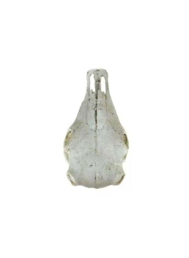 Exotic Reptile Hide Landscape Skull Bone - Image 4