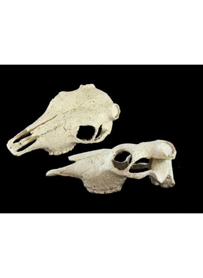 Exotic Reptile Hide Landscape Skull Bone - Image 3