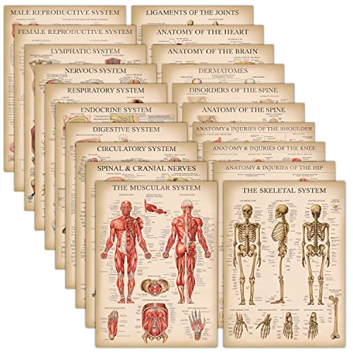 20 Pack Vintage Anatomy Posters Laminated Muscular Skeletal Digestive Respiratory Circulatory Endocrine Lymphatic Male Female Nervous Spinal Nerves Anatomical Charts 18 x 24