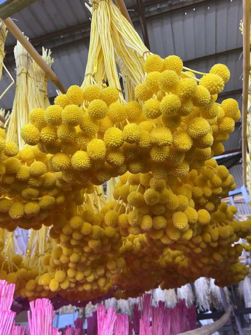 Y&D Hot Sell Dried Craspedia Golden Ball, Natural Billy Buttons Dried Flowers for Wedding Home Floral Decor, DIY Dried Plants Arrangements - Image 4