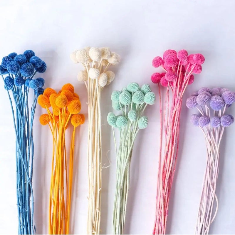 Y&D Hot Sell Dried Craspedia Golden Ball, Natural Billy Buttons Dried Flowers for Wedding Home Floral Decor, DIY Dried Plants Arrangements - Image 2
