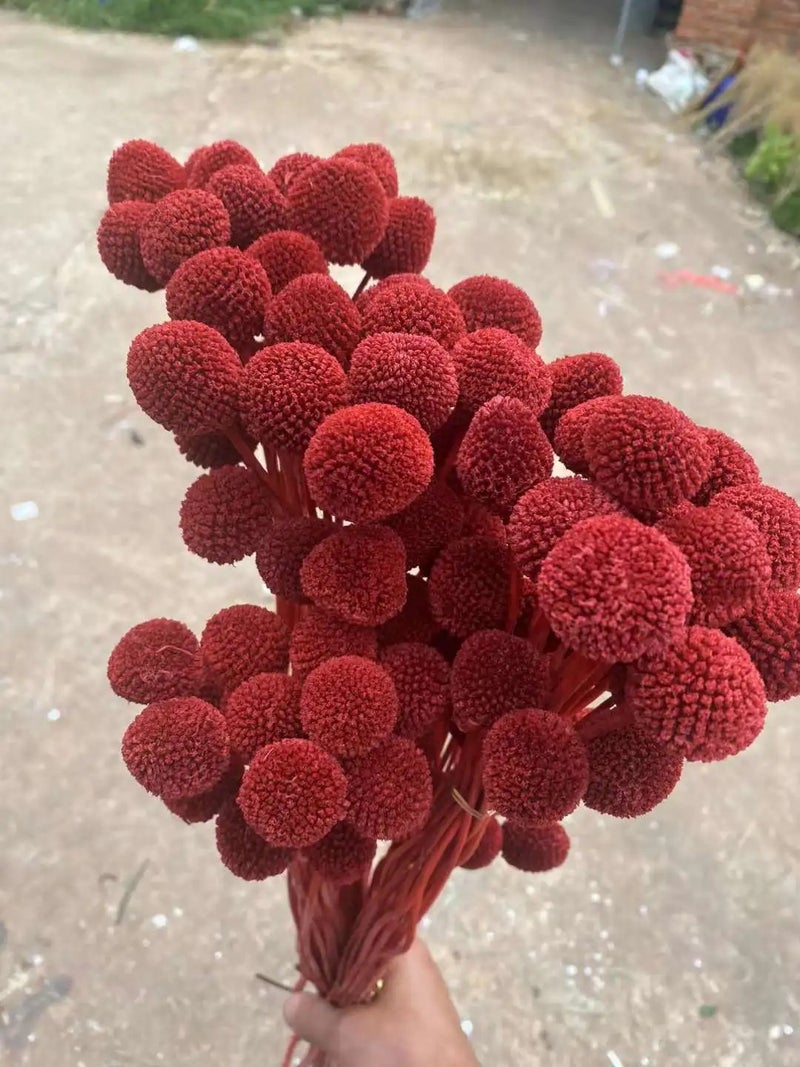 Y&D Hot Sell Dried Craspedia Golden Ball, Natural Billy Buttons Dried Flowers for Wedding Home Floral Decor, DIY Dried Plants Arrangements - Image 1