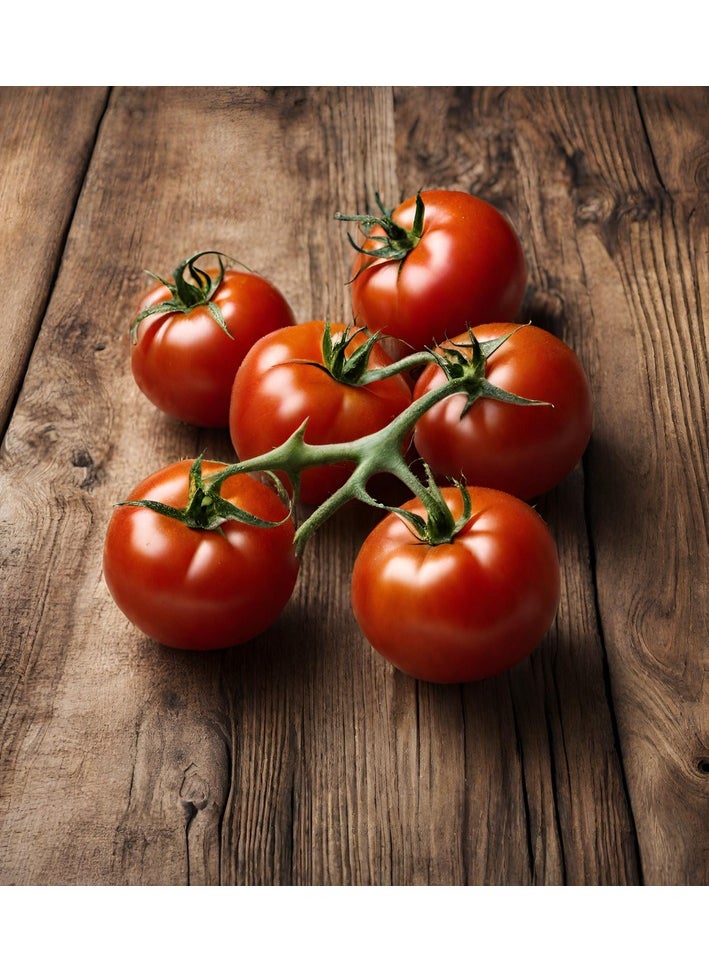 GROW Tomato seeds al-fajr  - Image 2
