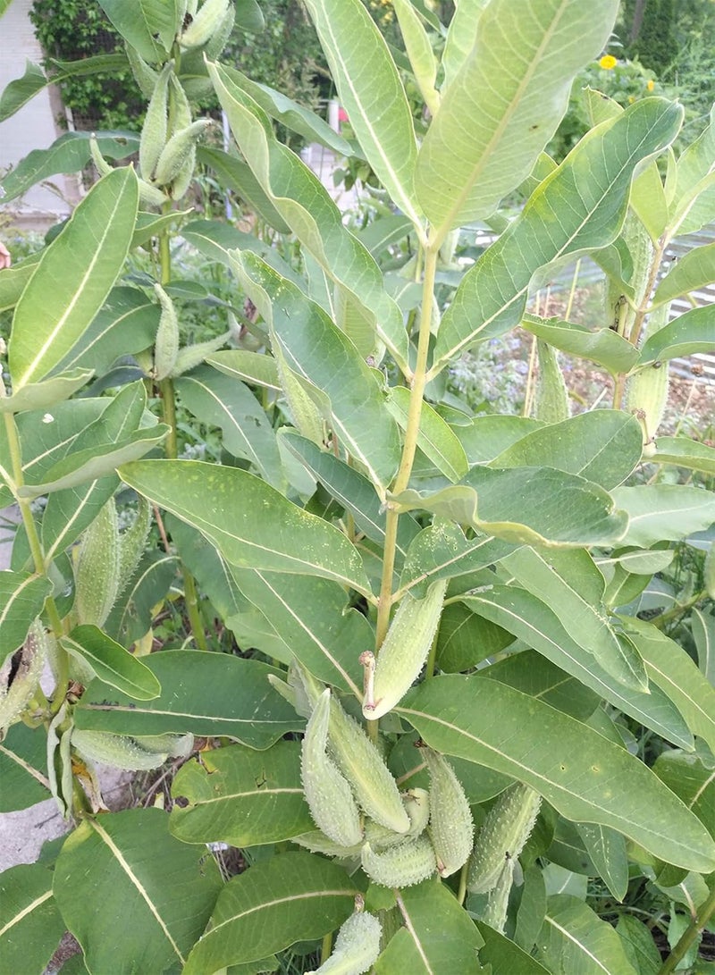 GGOOT Common Milkweed Native Wild Flower 40 Seeds - Asclepias syriaca Milk Weed, Food Source for Monarch Caterpillar and Butterfly - Image 3