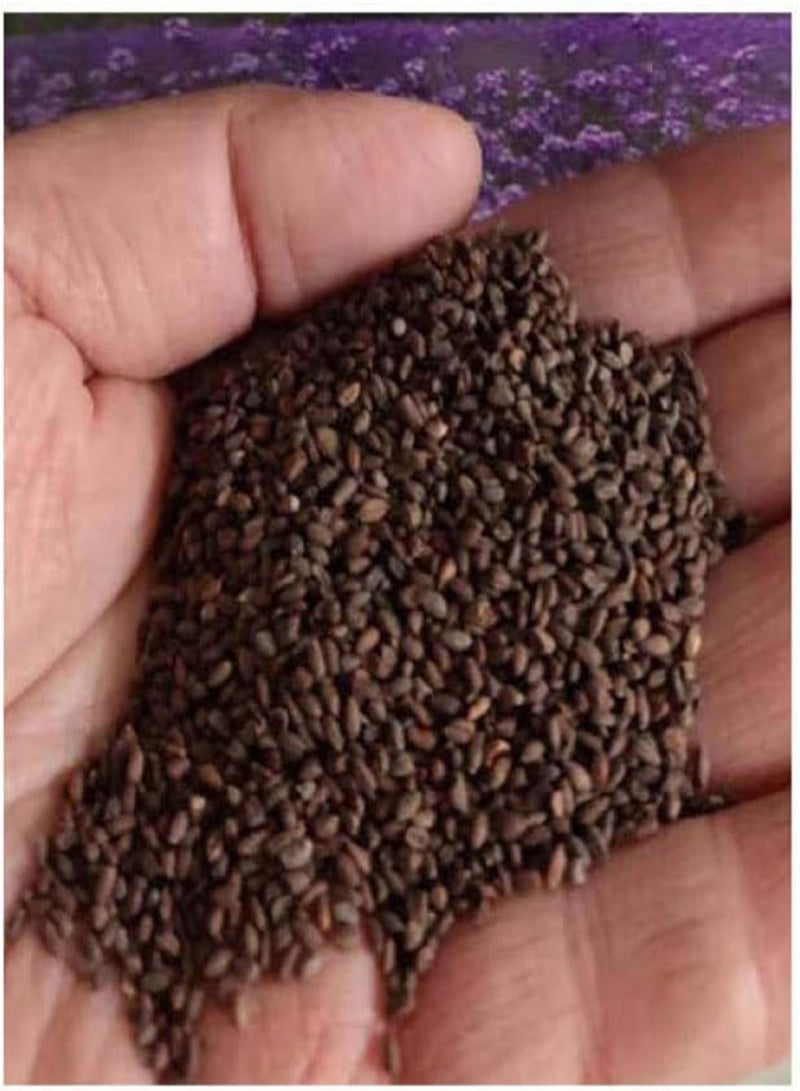 GGOOT Exotic Hardy Perennial Flower Seeds,Blue Sweet Canola Sea Seeds Outdoor Garden Flowers-250g,Wildflowers Seeds Home - Image 4