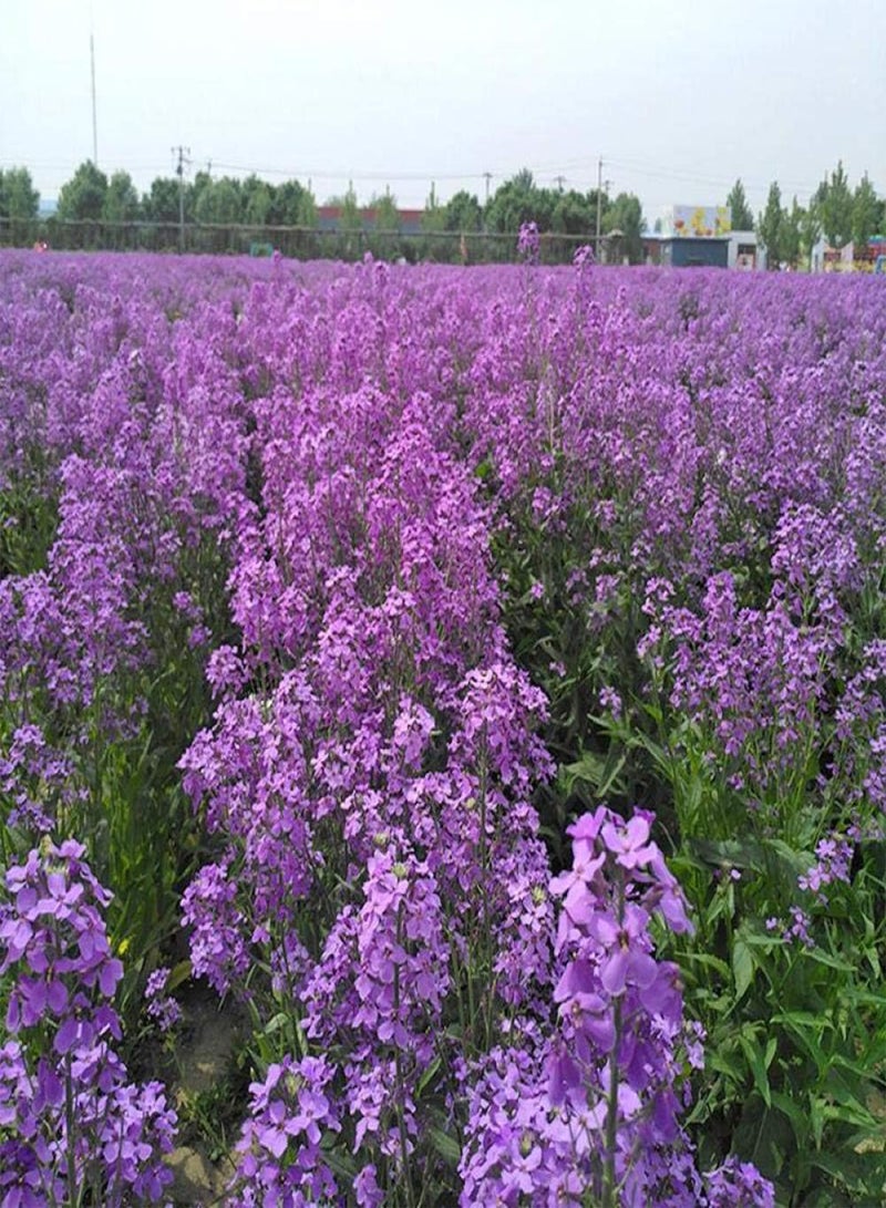 GGOOT Exotic Hardy Perennial Flower Seeds,Blue Sweet Canola Sea Seeds Outdoor Garden Flowers-250g,Wildflowers Seeds Home - Image 1