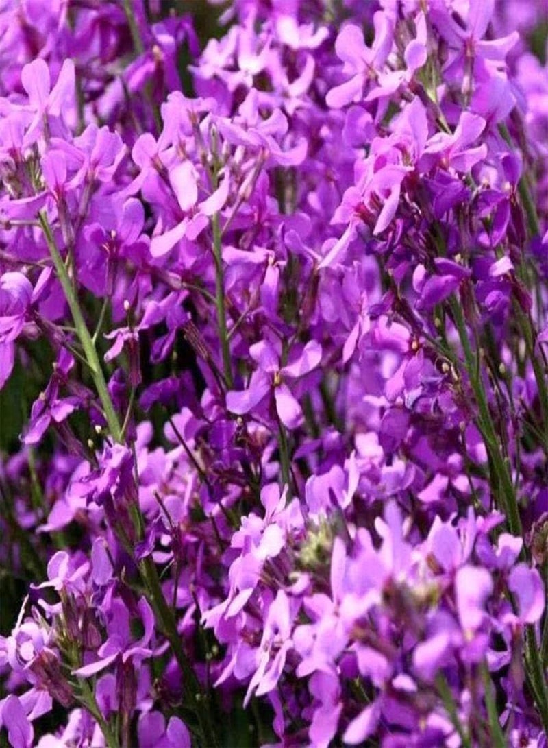 GGOOT Exotic Hardy Perennial Flower Seeds,Blue Sweet Canola Sea Seeds Outdoor Garden Flowers-250g,Wildflowers Seeds Home - Image 3