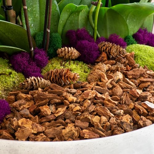 SuperMoss (24511) Black Spruce Pine Cones, 8-Ounce, Brown - Image 3