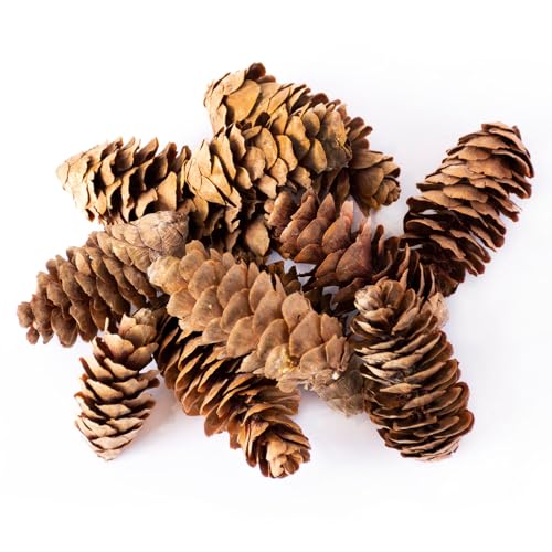 SuperMoss (24511) Black Spruce Pine Cones, 8-Ounce, Brown - Image 2