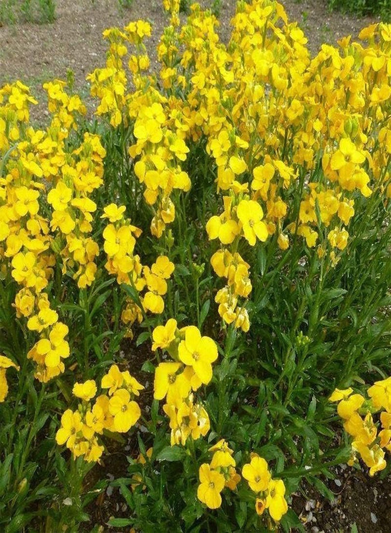 GGOOT WallFlower Cloth of Gold - Erysimum cheiri Flower Seeds, Also Known as English WallFlower Home Garden Planting by Heavy Torch, 250 Seeds