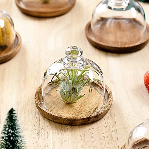 Ikerall 2 Pack Ultra Mini Wooden Base Cake Display Stand with Glass Dome,Cloche Clear Glass Bell Jar Cover for Dessert Cheese Candy Plants Succulents （for Sizes up to 3 "） - Image 4