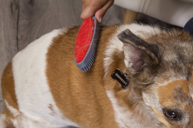 FURemover Duo Pet Hair Rubber Brush, Dual Sided to Easily Remove Fur and Lint from Clothing and Upholstery, Thick Bristles Groom Dogs and Cats, Easy to Clean, Colors May Vary - Image 5