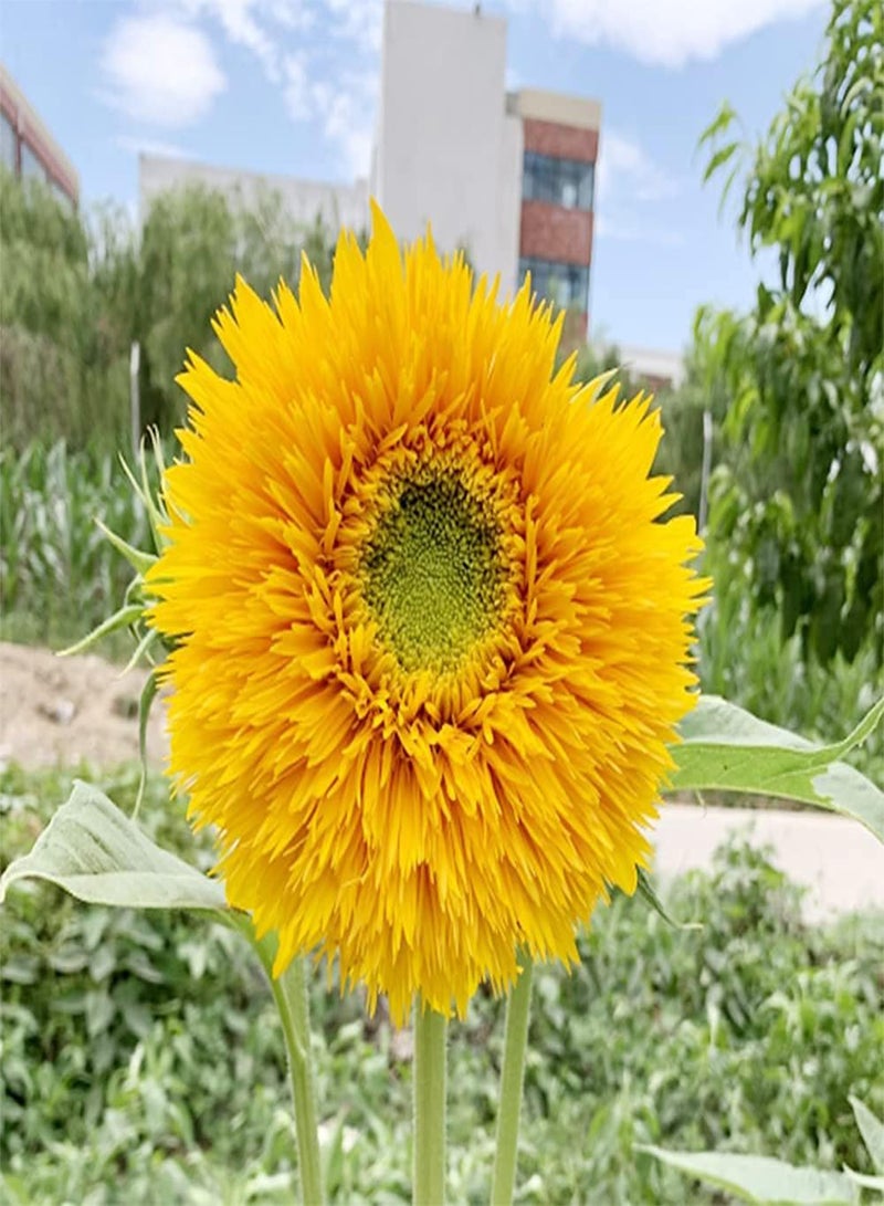 GGOOT 20pcs Special Exotic Heirloom Sunflower Seeds Strong Adaptability Planted in Wild on Roadside Survive Easily No Need to Worry - Image 2