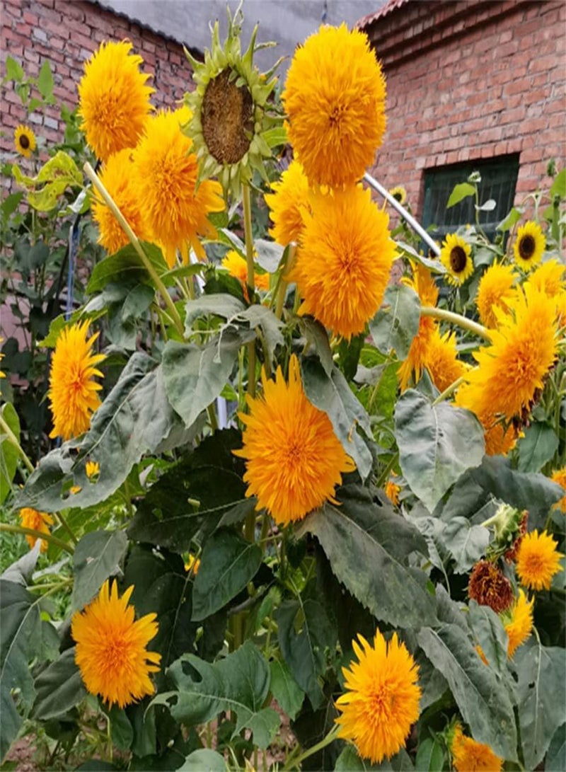 GGOOT 20pcs Special Exotic Heirloom Sunflower Seeds Strong Adaptability Planted in Wild on Roadside Survive Easily No Need to Worry - Image 3