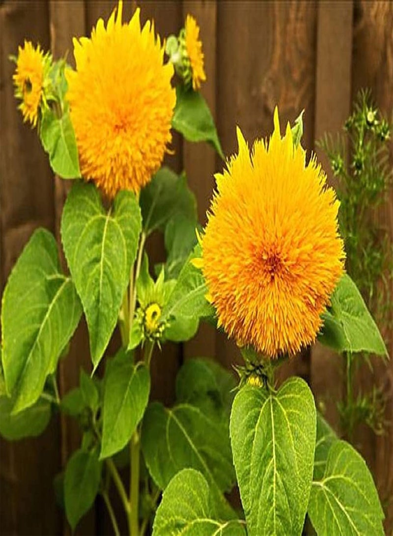 GGOOT 20pcs Special Exotic Heirloom Sunflower Seeds Strong Adaptability Planted in Wild on Roadside Survive Easily No Need to Worry - Image 1