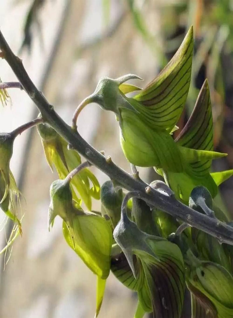 GGOOT 50pcs Crotalaria Seeds Don't Need Much Care Free Growth Flowering Can Achieve Decorative Effect Become Charming Scenery in Home - Image 2