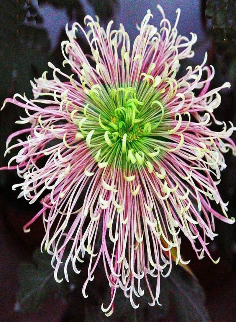 GGOOT 200pcs Chrysanthemum Seeds Color Unique Flower Varieties Decorative Garden Easy to Care Garden Patio Terrace Planting - Image 2