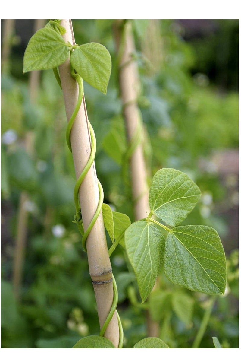 Egardenkart Egardenkart Natural Bamboo Stick – 16mm to 24mm Thick | Garden Stake for Plant Support, Crafts & Decor  - Image 4
