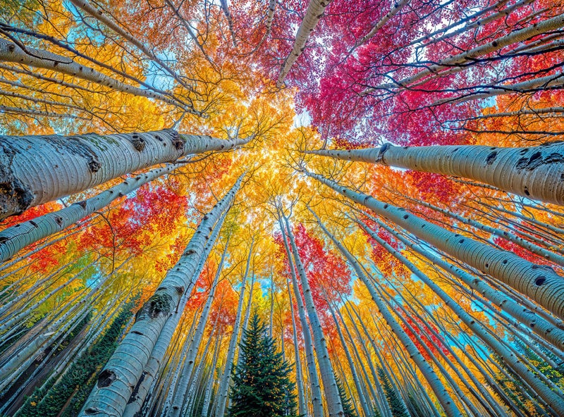 Cross & Glory Cross Glory Sky Through The Aspens 1000 Piece Jigsaw Puzzle for Adults Golden Autumn Forest Puzzle Vibrant Fall Nature Artwork Premium RibbonCut Puzzle with Satin Finish - Image 3