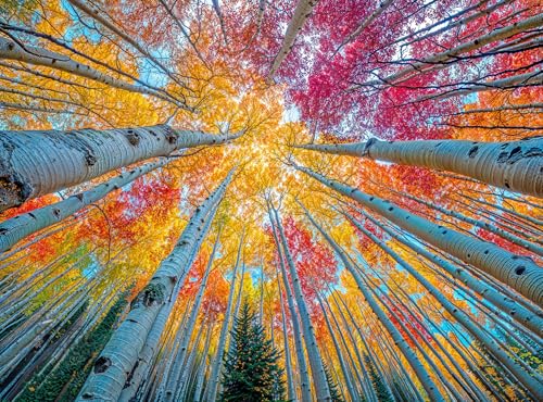 Cross & Glory Cross Glory Sky Through The Aspens 1000 Piece Jigsaw Puzzle for Adults Golden Autumn Forest Puzzle Vibrant Fall Nature Artwork Premium RibbonCut Puzzle with Satin Finish - Image 1