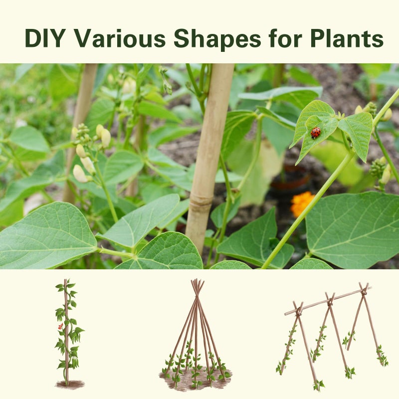 Sprigra Bamboo Stakes 7 Feet, 84 inch Garden Stakes Multi-Purpose, Bamboo Plant Support Stakes for Tomatos, Beans, Cucumbers, Peppers, Potted Trees, Maintain The Plant Posture, Strengthen and Stem - Image 5