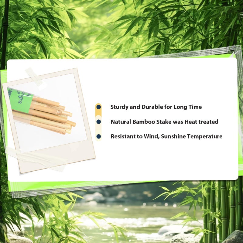 Sprigra Bamboo Stakes 7 Feet, 84 inch Garden Stakes Multi-Purpose, Bamboo Plant Support Stakes for Tomatos, Beans, Cucumbers, Peppers, Potted Trees, Maintain The Plant Posture, Strengthen and Stem - Image 2