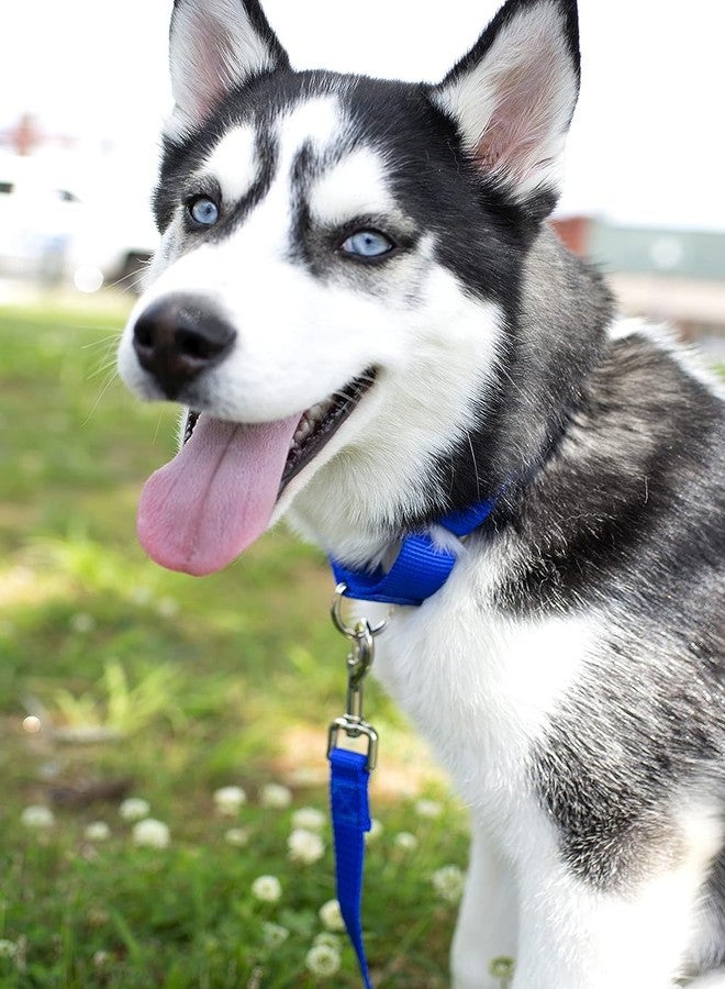 FOR YOUR PETS طوق مارتينجال للكلاب متوسطة الحجم، مزود بإبزيم معدني متين، طوق نايلون قابل للتعديل يمنع الانزلاق، طوق للكلاب متوسطة الحجم (أزرق). - Image 4