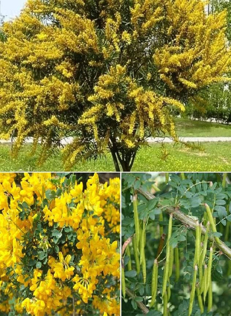 GGOOT Siberian Pea Tree Caragana Arborescens 20 Seeds Very Hardy - Image 1