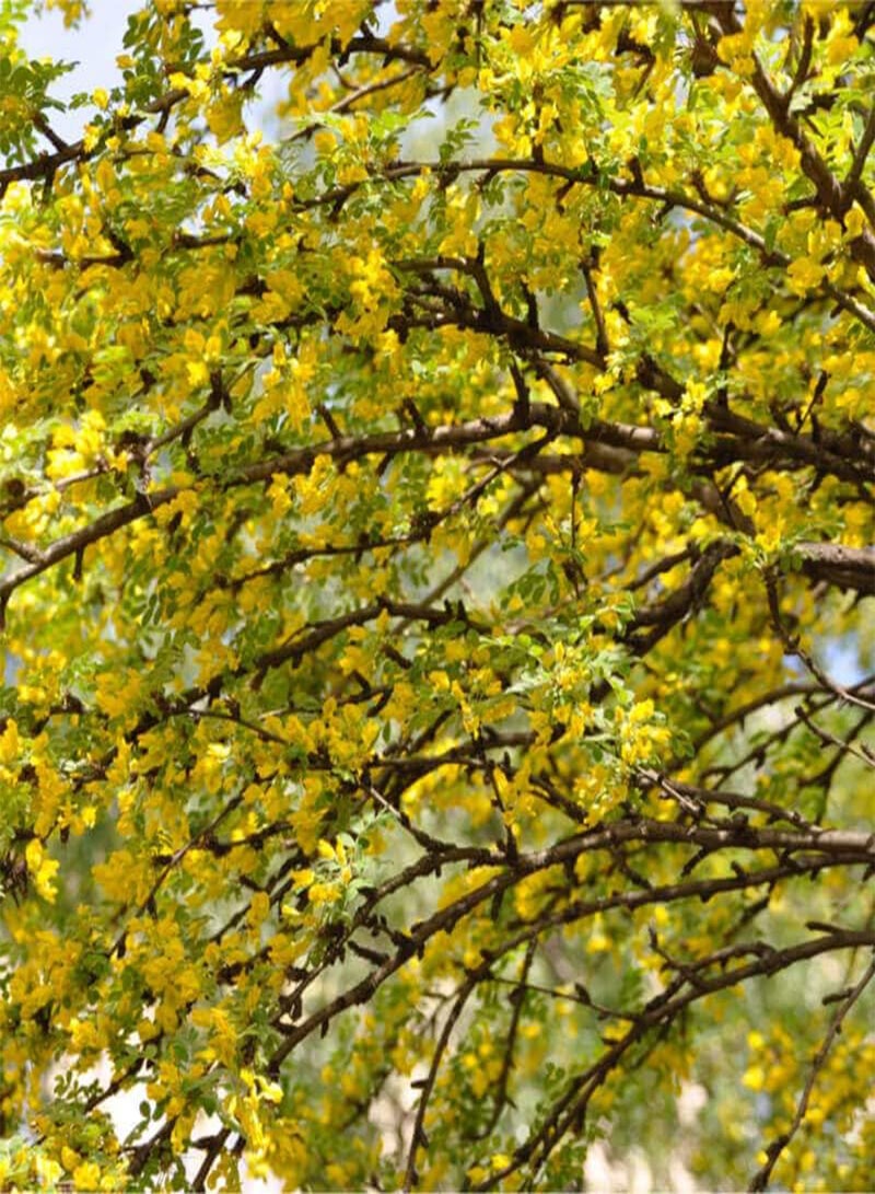 GGOOT Siberian Pea Tree Caragana Arborescens 20 Seeds Very Hardy - Image 2