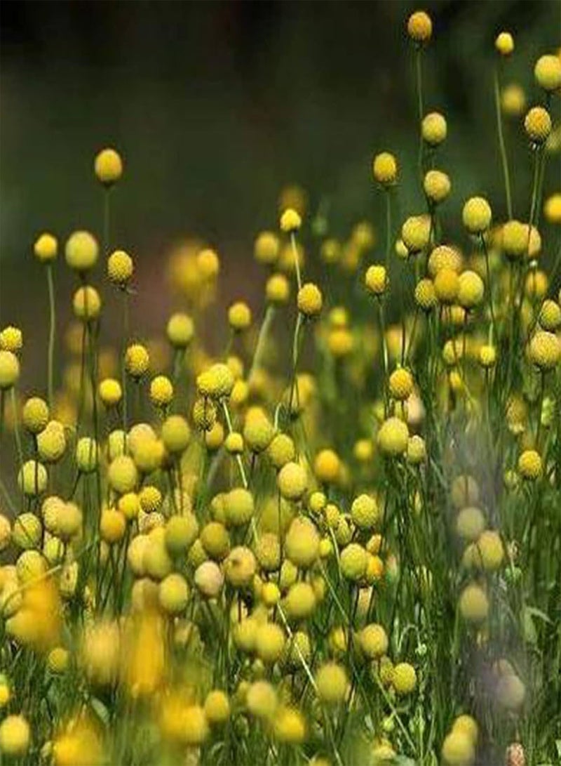 GGOOT 50Pcs/Bag Pycnosorus Globosus Seeds,Productive Non-GMO Ornamental High Germination Pycnosorus Globosus Seeds for Bonsai Planting Garden Yard Outdoor 1 Seed - Image 5