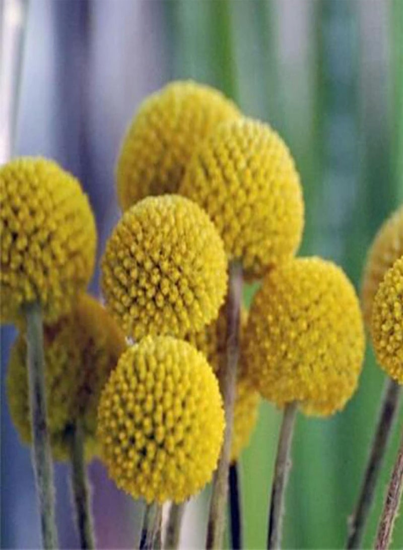 GGOOT 50Pcs/Bag Pycnosorus Globosus Seeds,Productive Non-GMO Ornamental High Germination Pycnosorus Globosus Seeds for Bonsai Planting Garden Yard Outdoor 1 Seed - Image 3