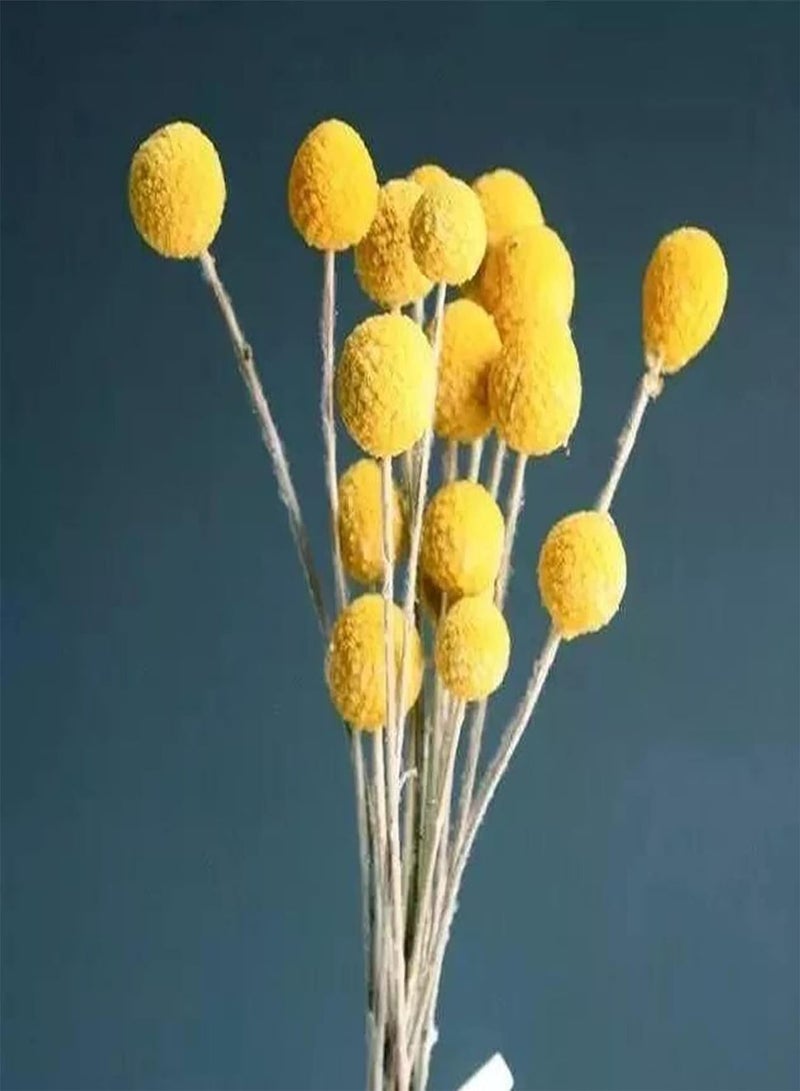 GGOOT 50Pcs/Bag Pycnosorus Globosus Seeds,Productive Non-GMO Ornamental High Germination Pycnosorus Globosus Seeds for Bonsai Planting Garden Yard Outdoor 1 Seed - Image 4