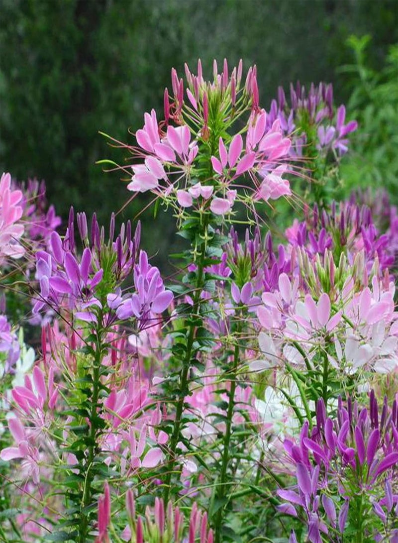 GGOOT Plant Seed 1 Bag Seeds Prolific Natural Small Easy to Germinate Cleome Spinosa Seeds for Garden - Cleome spinosa Seeds - Image 1