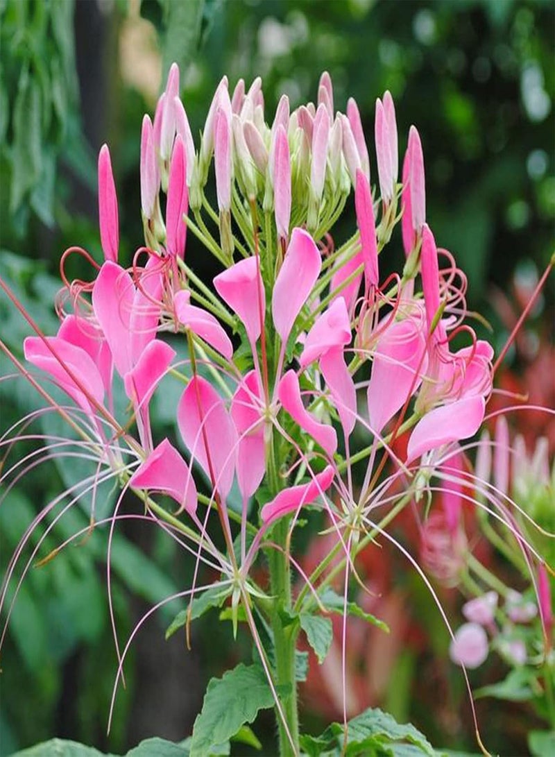 GGOOT Plant Seed 1 Bag Seeds Prolific Natural Small Easy to Germinate Cleome Spinosa Seeds for Garden - Cleome spinosa Seeds - Image 5
