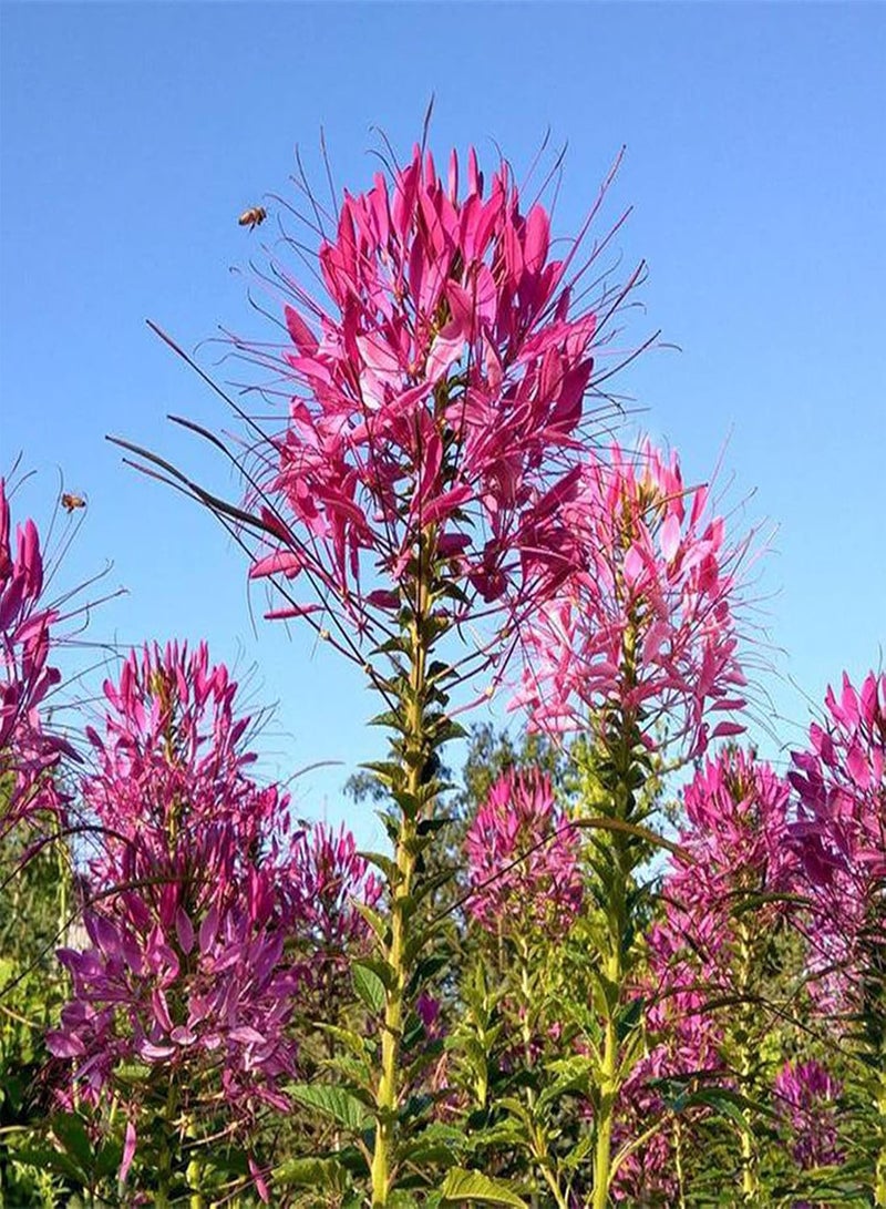 GGOOT Plant Seed 1 Bag Seeds Prolific Natural Small Easy to Germinate Cleome Spinosa Seeds for Garden - Cleome spinosa Seeds - Image 3