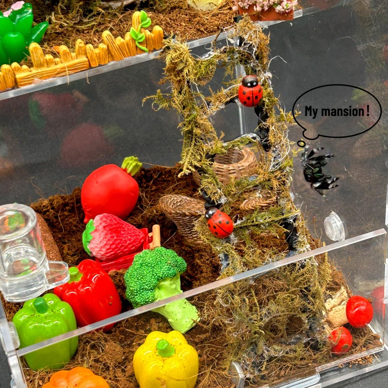 KFPSHLQE Jumping Spider Enclosure,DIY Insects Habitat,Small Reptile Terrarium Glass House Accessories Set,with Temperature and Humidity Detector Water Feeder Platform Hide,5.5â€œx5.5â€x9.5â€œ (Farm) - Image 2