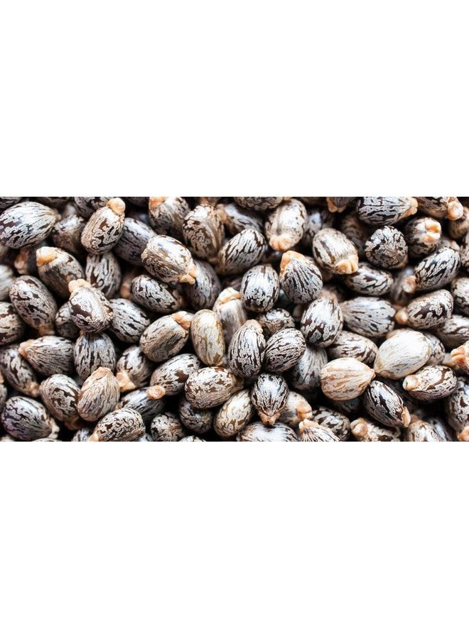 OPO Pure Castor Bean Oil100% Pure Organic Cold Pressed 4 Oz Premium Pharmaceutical Gradecastor Oil For Hair Nails Eyelashes Eyebrows Beard - Image 3