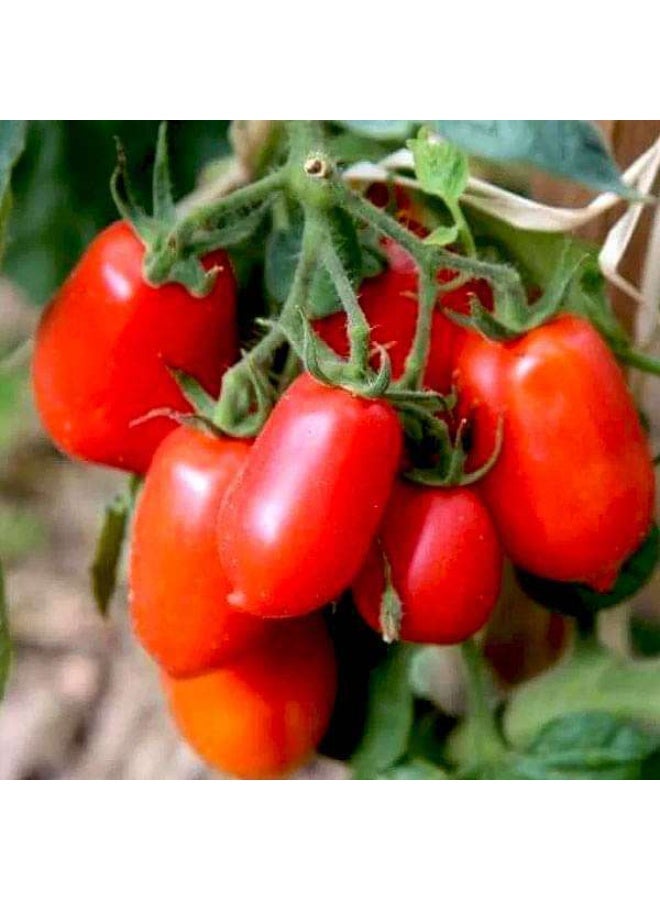Tomato Roma Organic Vegetable Seeds