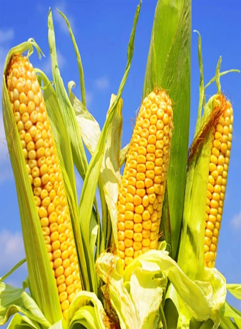 جي جوت 100 قطعة من منتجاتها الطبيعية الخاصة عبارة عن أطعمة مغذية بالإضافة إلى أدوات غير قابلة للتحلل يجب أن تمتلكها Gourmet Lebensmittel - Image 1