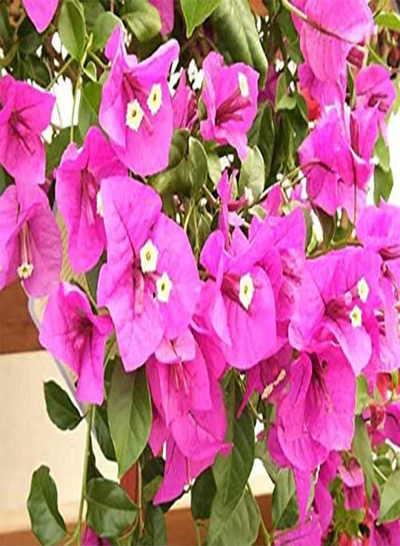 GGOOT seeds Fresh 50Pcs Bougainvillea Flower Seeds for Planting Pink