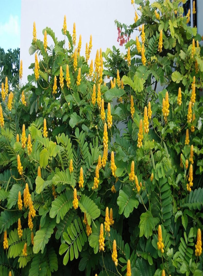 GGOOT Candela Bush (Senna Alata) Cassia Alata Arbusto 20 Semi