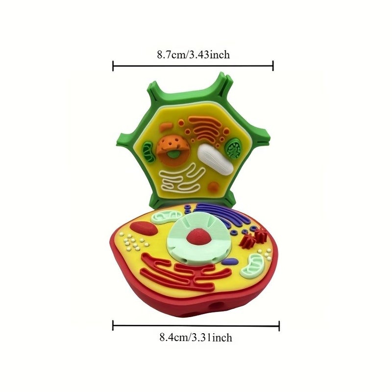 Colorful Animal And Plant Cell Anatomy Model 2pcs Educational Toy Set - Image 2