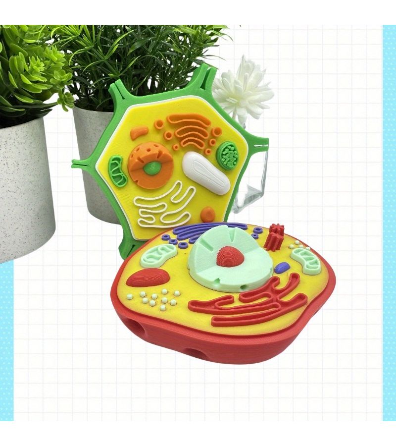 Colorful Animal And Plant Cell Anatomy Model 2pcs Educational Toy Set - Image 3