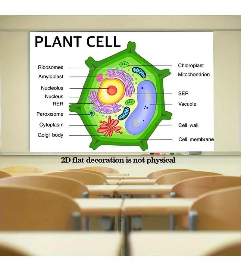 Colorful Animal And Plant Cell Anatomy Model 2pcs Educational Toy Set - Image 5