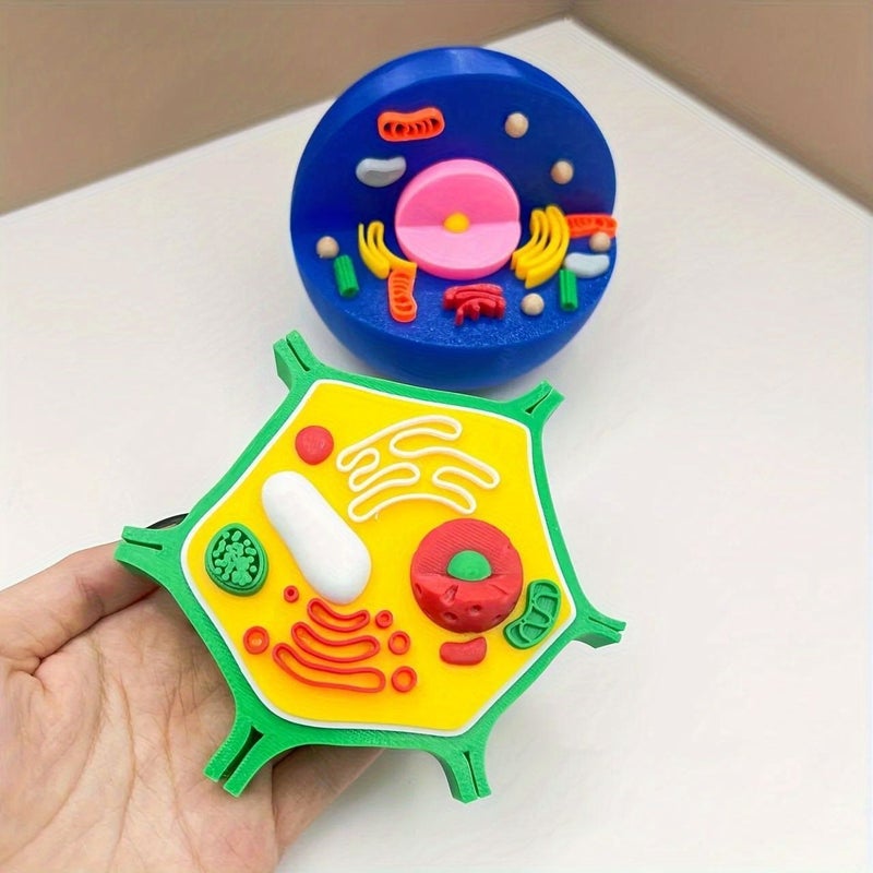 Colorful Animal And Plant Cell Anatomy Model 2pcs Educational Toy Set - Image 4